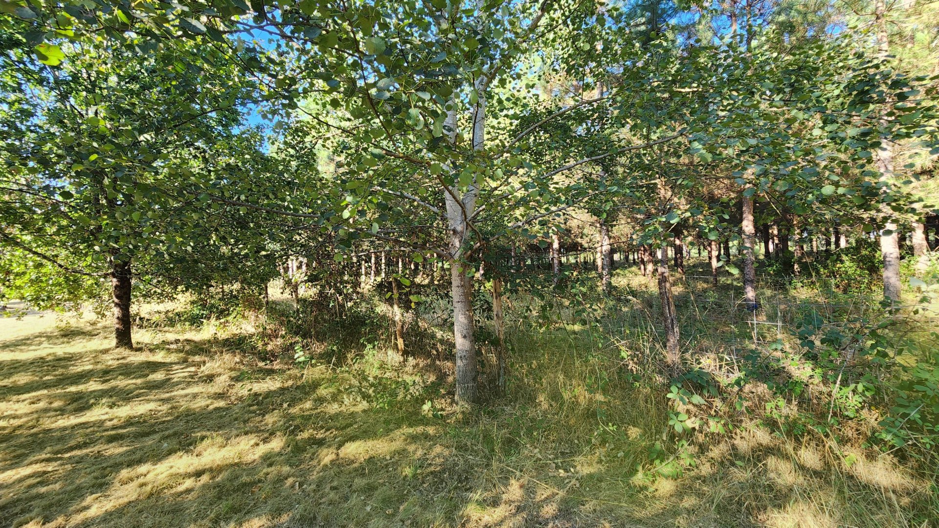 Vente Maison 7&nbsp;Pièces 200&nbsp;m² Moulin-Neuf